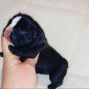 Meet your Posher, Taylor